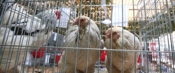 بالصور.. واصبح للدجاج ملكة جمال!